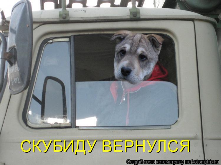 СКУБИДУ ВЕРНУЛСЯ... Котоматрица: СКУБИДУ ВЕРНУЛСЯ