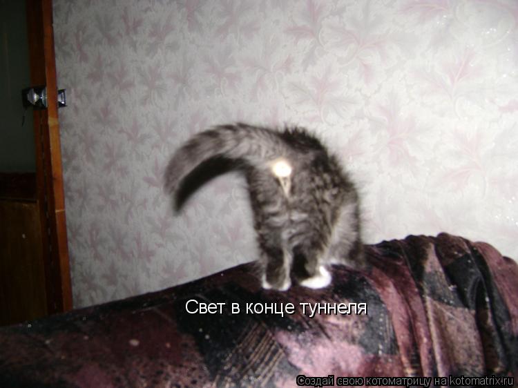 Свет в конце туннеля... Котоматрица: Свет в конце туннеля