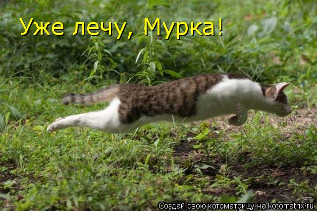 Уже лечу, Мурка!... Котоматрица: Уже лечу, Мурка!