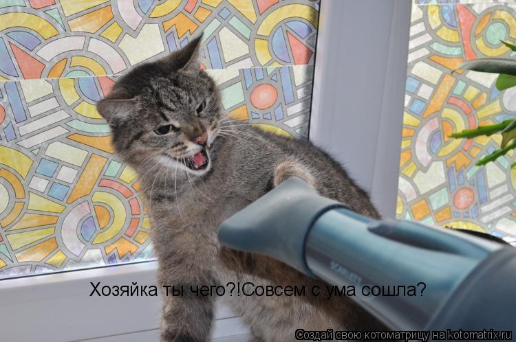 Хозяйка ты чего?!Совсем с ума сошла?... Котоматрица: Хозяйка ты чего?!Совсем с ума сошла?