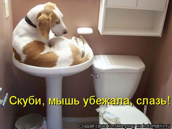 Скуби, мышь убежала, слазь!... Котоматрица: Скуби, мышь убежала, слазь!