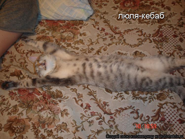 люля-кебаб... Котоматрица: люля-кебаб