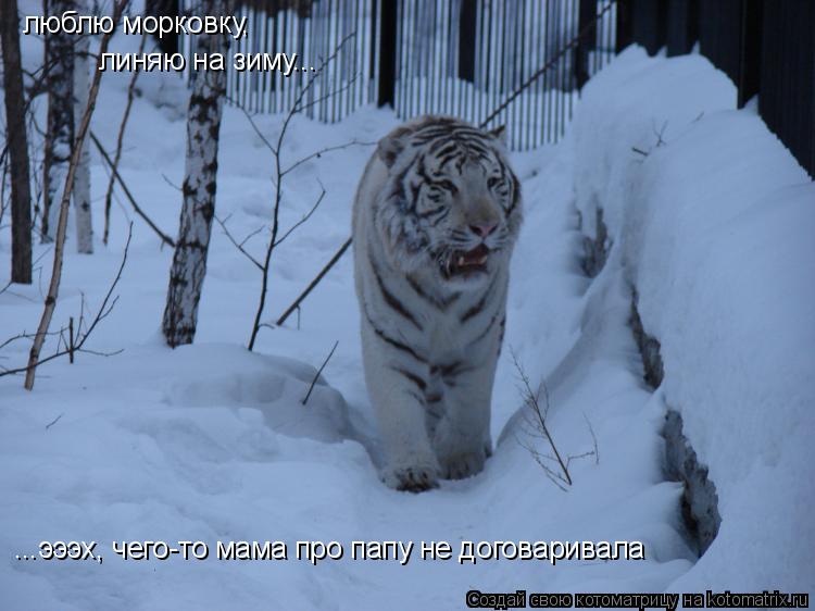 Котоматрица: люблю морковку, линяю на зиму... ...эээх, чего-то мама про папу не договаривала