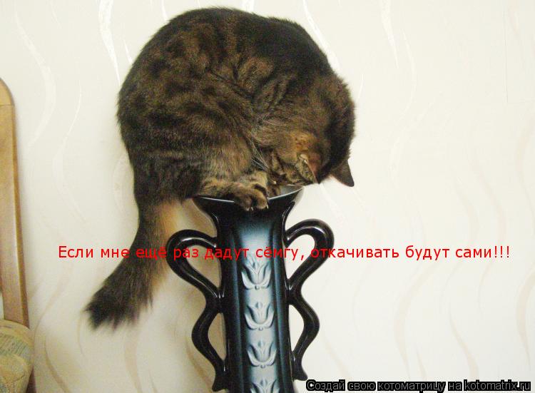 Если мне ещё раз дадут сёмгу, откачивать будут сами!!!... Котоматрица: Если мне ещё раз дадут сёмгу, откачивать будут сами!!!