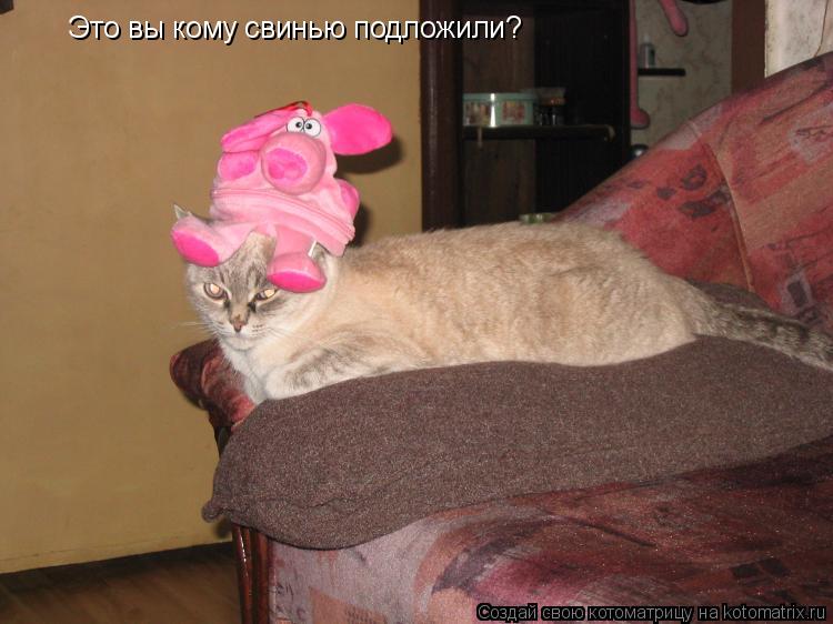 Это вы кому свинью подложили?... Котоматрица: Это вы кому свинью подложили?