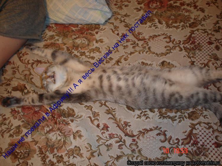 Наши не поехали в Африку!!! А я весь Вискас на них поставил.... Котоматрица: Наши не поехали в Африку!!! А я весь Вискас на них поставил.