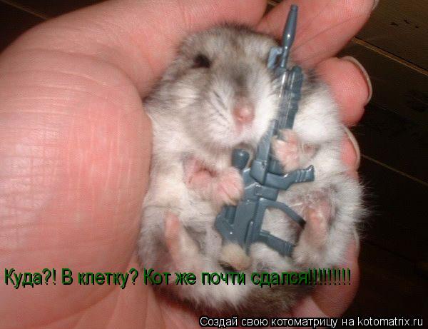 Куда?! В клетку? Кот же почти сдался!!!!!!!!!... Котоматрица: Куда?! В клетку? Кот же почти сдался!!!!!!!!!