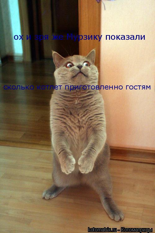 ох и зря же Мурзику показали сколько котлет приготовленно гостям... Котоматрица: ох и зря же Мурзику показали сколько котлет приготовленно гостям