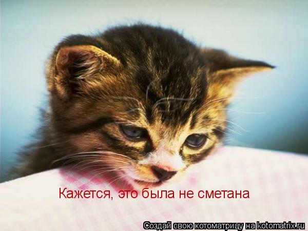 Котоматрица: Кажется, это была не сметана