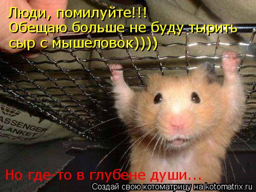Люди, помилуйте!!! Обещаю больше не буду тырить сыр с мышеловок)))) Но где-то в глубене души...... Котоматрица: Люди, помилуйте!!! Обещаю больше не буду тырить сыр с мышеловок)))) Но где-то в глубене души...