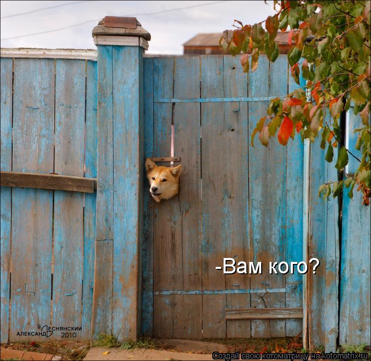-Вам кого?... Котоматрица: -Вам кого?