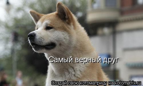Самый верный друг... Котоматрица: Самый верный друг
