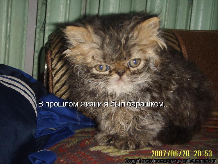 В прошлом жизни я был барашком..... Котоматрица: В прошлом жизни я был барашком..