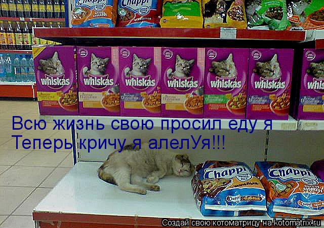 Всю жизнь свою просил еду я Теперь кричу я алелУя!!!... Котоматрица: Всю жизнь свою просил еду я Теперь кричу я алелУя!!!