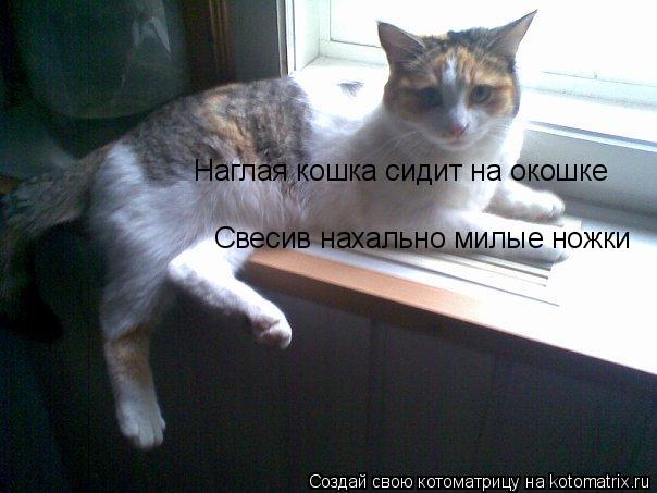 Наглая кошка сидит на окошке Свесив нахально милые ножки... Котоматрица: Наглая кошка сидит на окошке Свесив нахально милые ножки