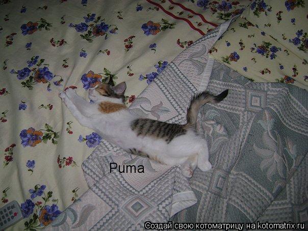 Puma... Котоматрица: Puma