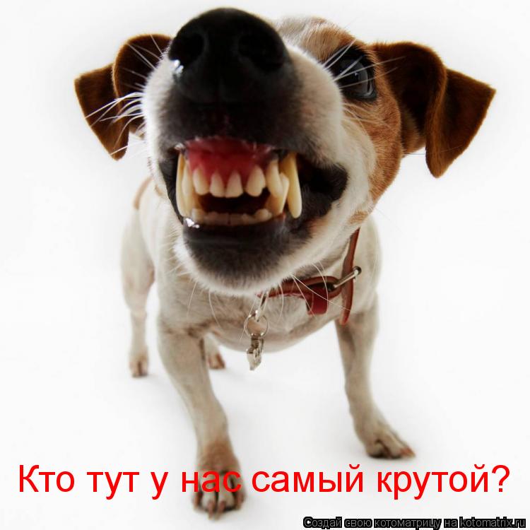 Кто тут у нас самый крутой?... Котоматрица: Кто тут у нас самый крутой?