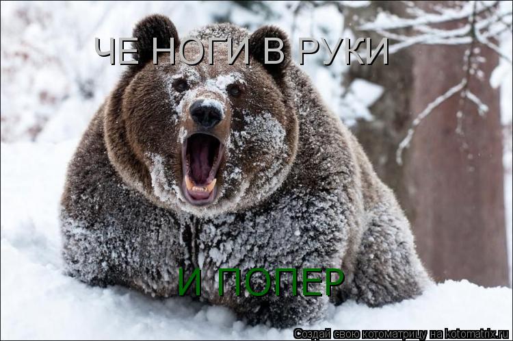 ЧЕ НОГИ В РУКИ И ПОПЕР И ПОПЕР... Котоматрица: ЧЕ НОГИ В РУКИ И ПОПЕР И ПОПЕР