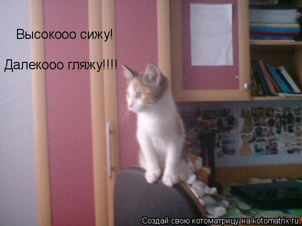 Высокооо сижу! Далекооо гляжу!!!!... Котоматрица: Высокооо сижу! Далекооо гляжу!!!!
