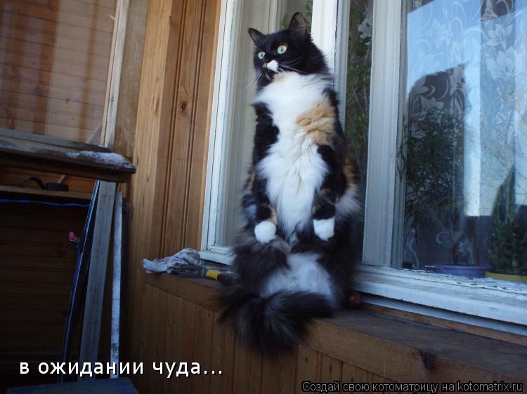 в ожидании чуда...... Котоматрица: в ожидании чуда...