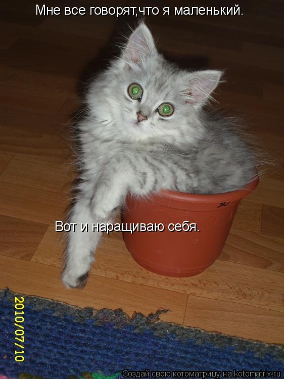 Мне все говорят,что я маленький. Вот и наращиваю себя.... Котоматрица: Мне все говорят,что я маленький. Вот и наращиваю себя.
