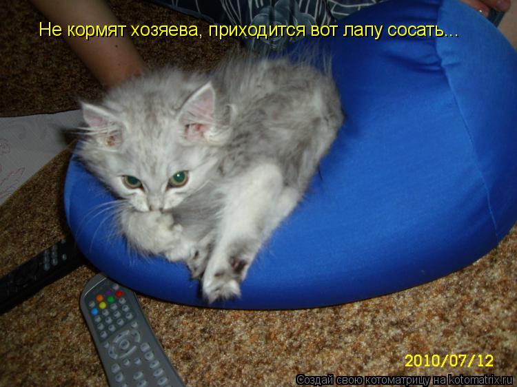 Не кормят хозяева, приходится вот лапу сосать...... Котоматрица: Не кормят хозяева, приходится вот лапу сосать...