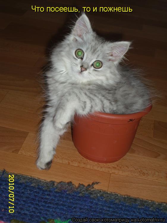 Что посеешь, то и пожнешь... Котоматрица: Что посеешь, то и пожнешь