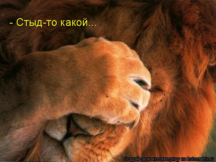 - Стыд-то какой...... Котоматрица: - Стыд-то какой...