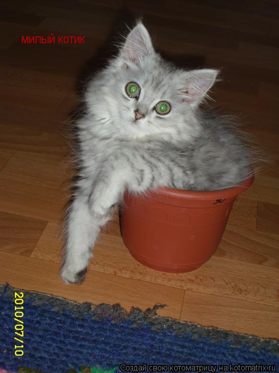 милый котик... Котоматрица: милый котик