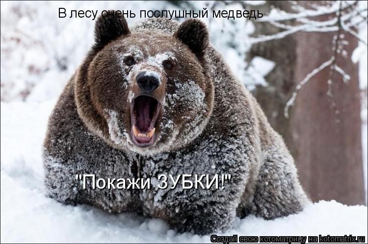 В лесу очень послушный медведь "Покажи ЗУБКИ!"... Котоматрица: В лесу очень послушный медведь "Покажи ЗУБКИ!"