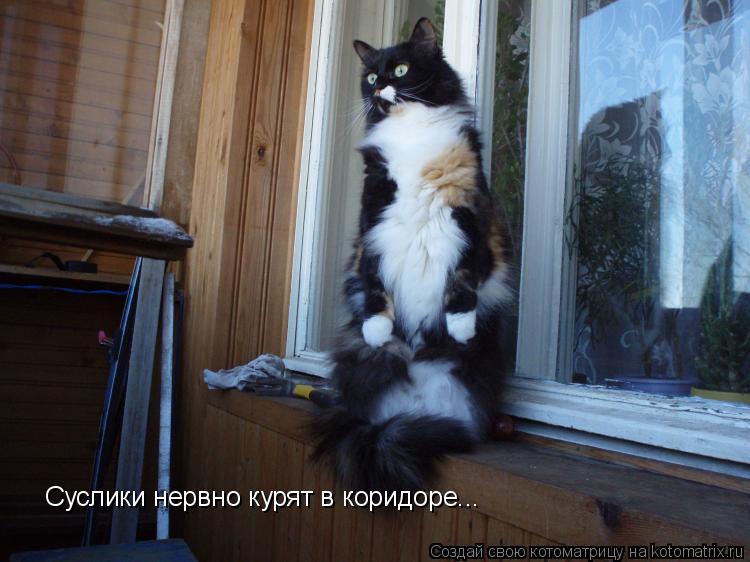 Суслики нервно курят в коридоре...... Котоматрица: Суслики нервно курят в коридоре...