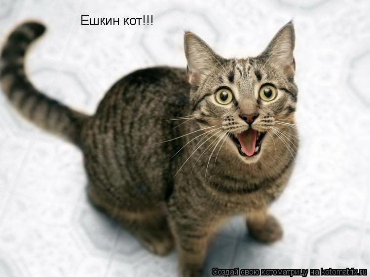 Ешкин кот!!!... Котоматрица: Ешкин кот!!!