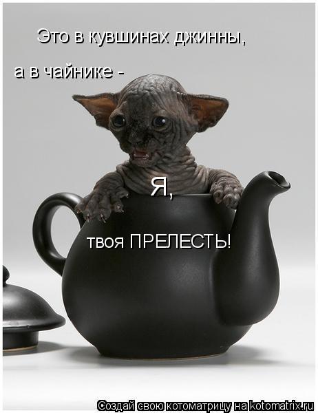 Это в кувшинах джинны, а в чайнике - Я, твоя ПРЕЛЕСТЬ!... Котоматрица: Это в кувшинах джинны, а в чайнике - Я, твоя ПРЕЛЕСТЬ!