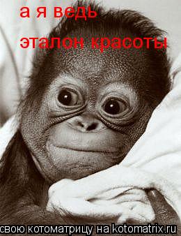 а я ведь эталон красоты... Котоматрица: а я ведь эталон красоты