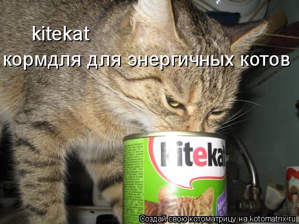 kitekat кормдля для энергичных котов... Котоматрица: kitekat кормдля для энергичных котов