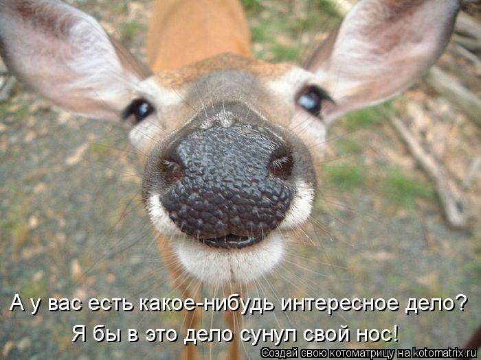 А у вас есть какое-нибудь интересное дело? Я бы в это дело сунул свой нос!... Котоматрица: А у вас есть какое-нибудь интересное дело? Я бы в это дело сунул свой нос!