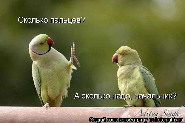 Сколько пальцев? А сколько надо, начальник?... Котоматрица: Сколько пальцев? А сколько надо, начальник?