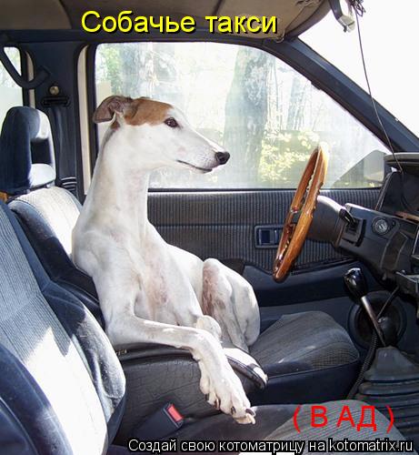 ( В АД ) Собачье такси... Котоматрица: ( В АД ) Собачье такси