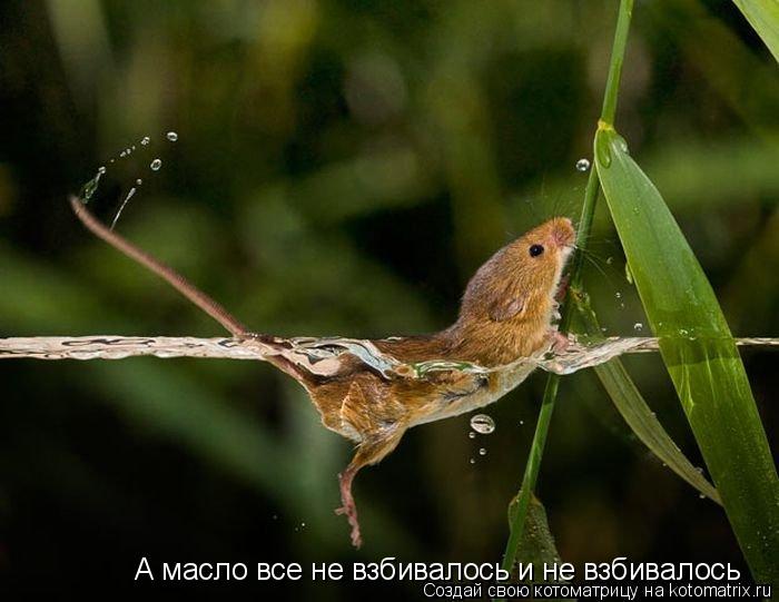 А масло все не взбивалось и не взбивалось... Котоматрица: А масло все не взбивалось и не взбивалось