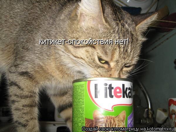 китикет-спокойствия нет!... Котоматрица: китикет-спокойствия нет!