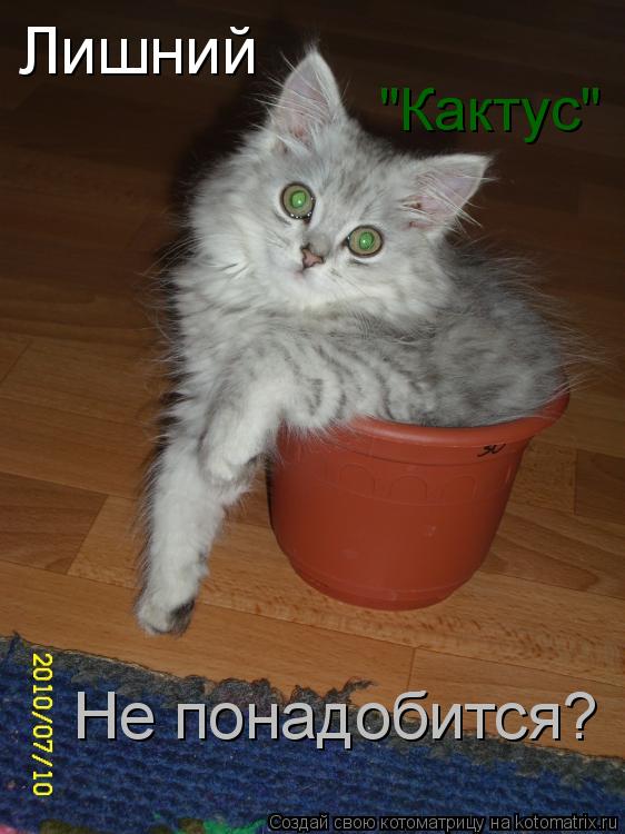Лишний "Кактус" Не понадобится?... Котоматрица: Лишний "Кактус" Не понадобится?
