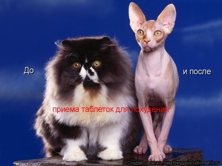 До и после приема таблеток для похудения... Котоматрица: До и после приема таблеток для похудения