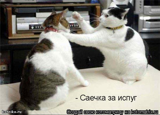 - Саечка за испуг... Котоматрица: - Саечка за испуг