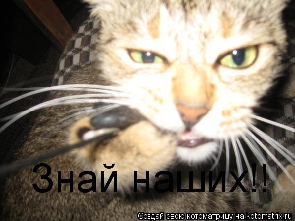Знай наших!!... Котоматрица: Знай наших!!