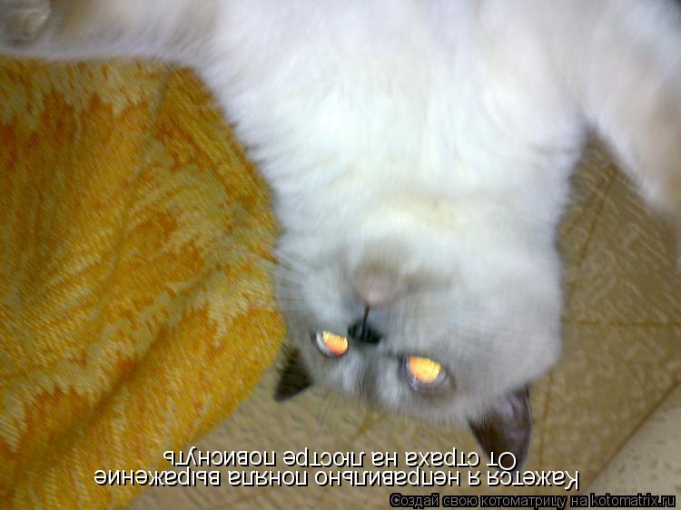 Кажется я неправильно поняла выражение От страха на люстре повиснуть... Котоматрица: Кажется я неправильно поняла выражение От страха на люстре повиснуть