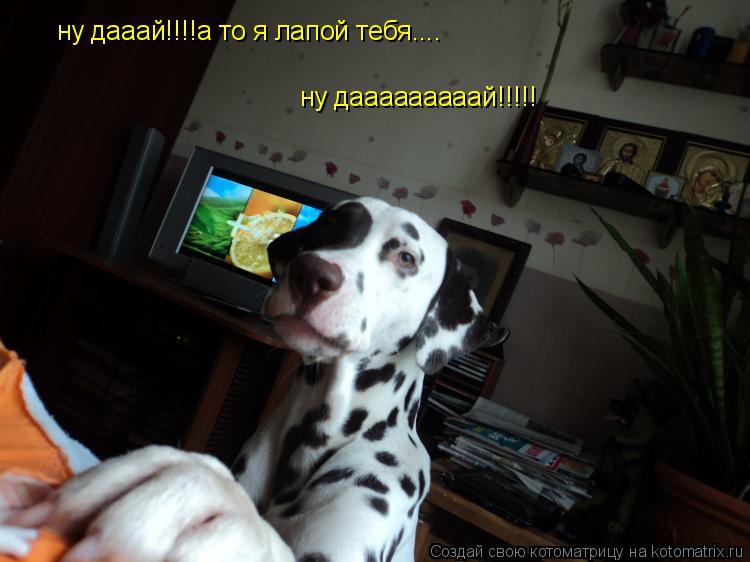 ну дааай!!!!а то я лапой тебя.... ну дааааааааай!!!!!... Котоматрица: ну дааай!!!!а то я лапой тебя.... ну дааааааааай!!!!!