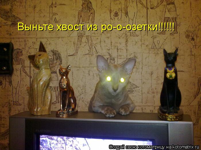 Выньте хвост из ро-о-озетки!!!!!!... Котоматрица: Выньте хвост из ро-о-озетки!!!!!!