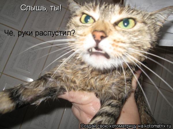 Котоматрица: Слышь, ты!  Чё, руки распустил?