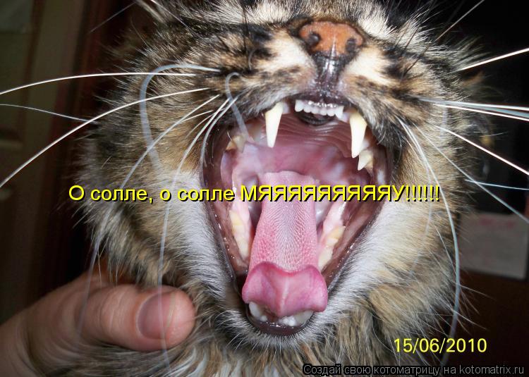 О солле, о солле МЯЯЯЯЯЯЯЯЯУ!!!!!!... Котоматрица: О солле, о солле МЯЯЯЯЯЯЯЯЯУ!!!!!!