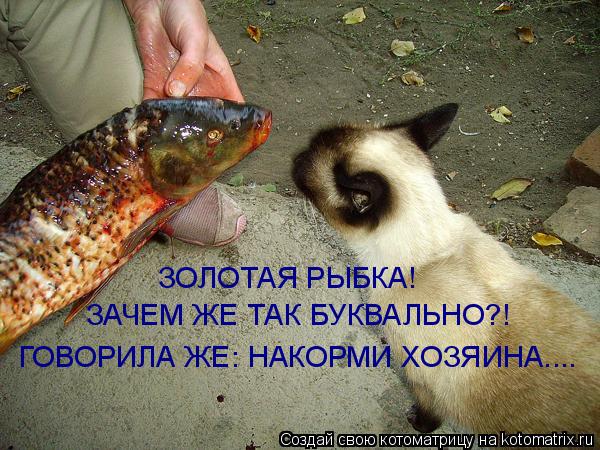 ЗОЛОТАЯ РЫБКА! ГОВОРИЛА ЖЕ: НАКОРМИ ХОЗЯИНА.... ЗАЧЕМ ЖЕ ТАК БУКВАЛЬНО?!... Котоматрица: ЗОЛОТАЯ РЫБКА! ГОВОРИЛА ЖЕ: НАКОРМИ ХОЗЯИНА.... ЗАЧЕМ ЖЕ ТАК БУКВАЛЬНО?!